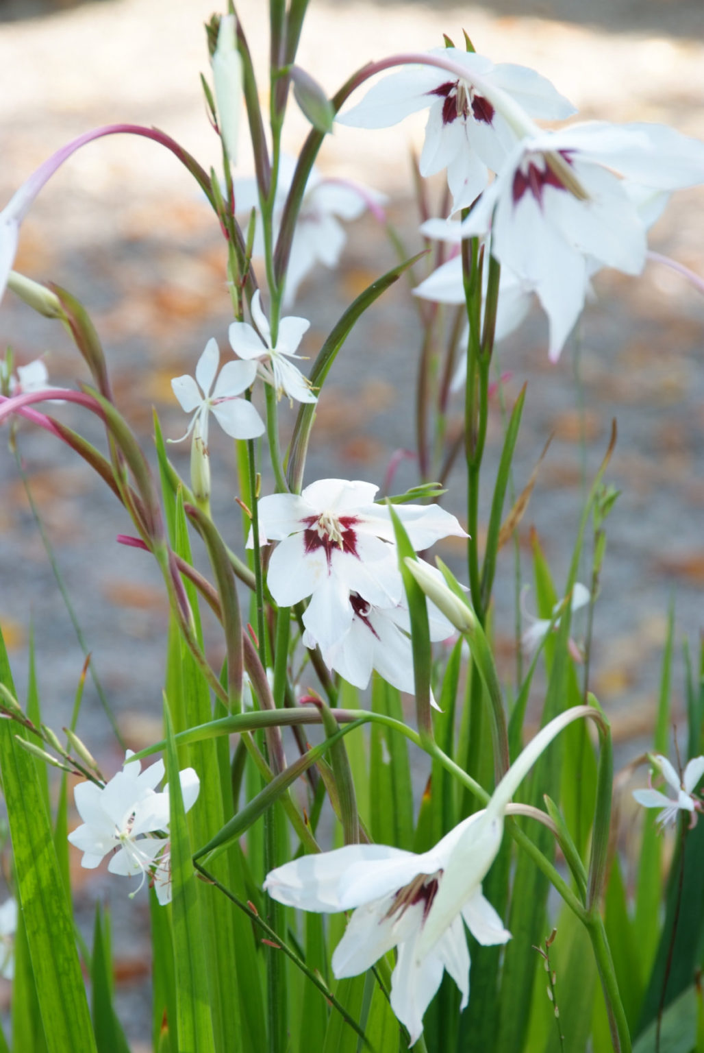 Acidanthera bicolor цветы фото и описание