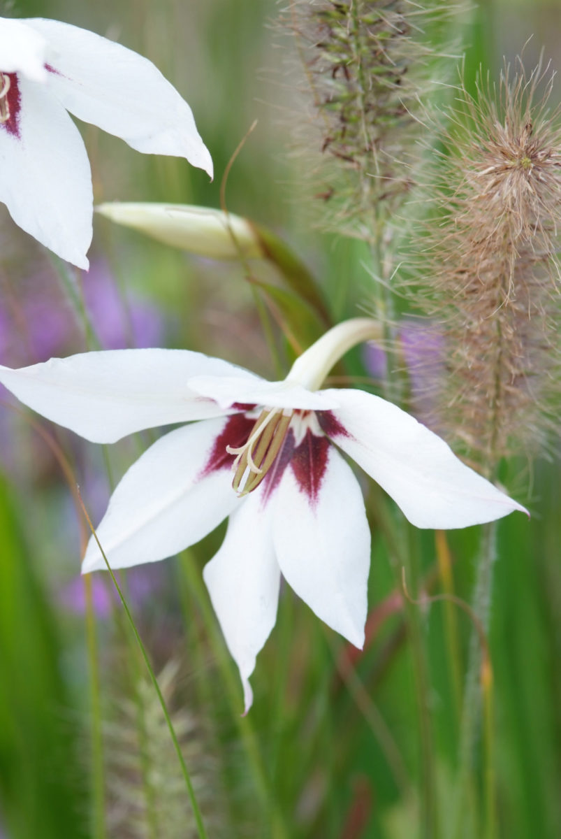 Acidanthera bicolor цветы фото и описание