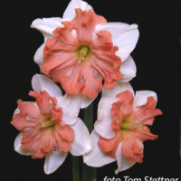 Narcissus - Div. 11a (splitcorona)