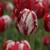 Tulipa - (storici)