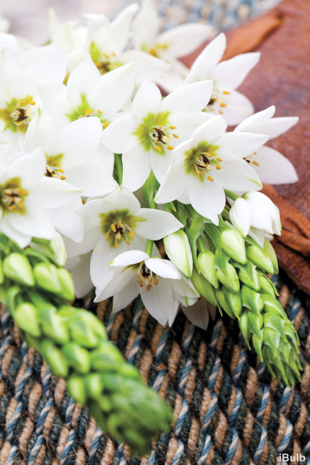 Ornithogalum Mount Fuji Floriana Bulbose