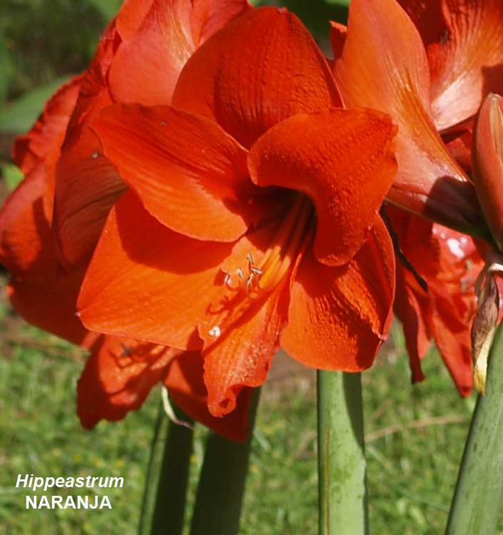 Hippeastrum (Amaryllis) NARANJA (P) - Floriana Bulbose