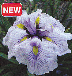 Iris ensata