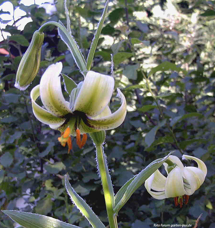 Lilium Ciliatum 1 Jpg Floriana Bulbose