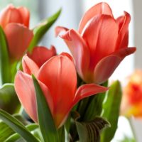 Tulipa - Gruppo 12 (kaufmanniane)