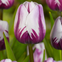 Tulipa - Gruppo 03 (trionfo)